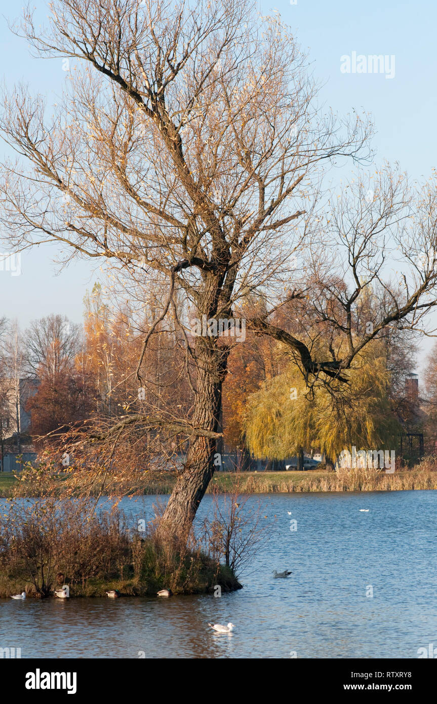 High resolution image. Autumn forest on the bank of lake Stock Photo ...