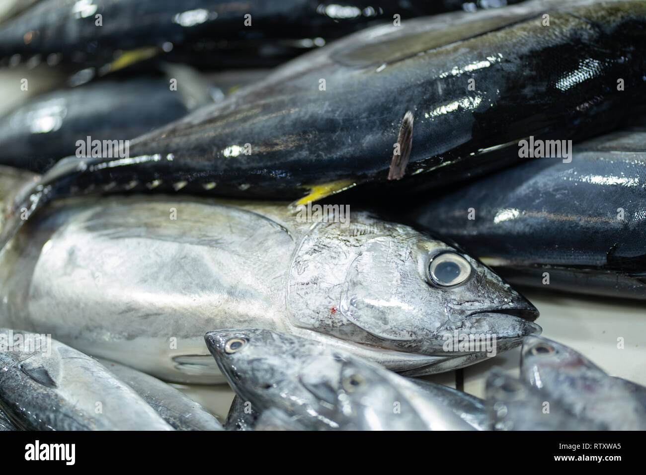 Small Tuna for sale on a fish market stall,Cebu City,Philippines Stock