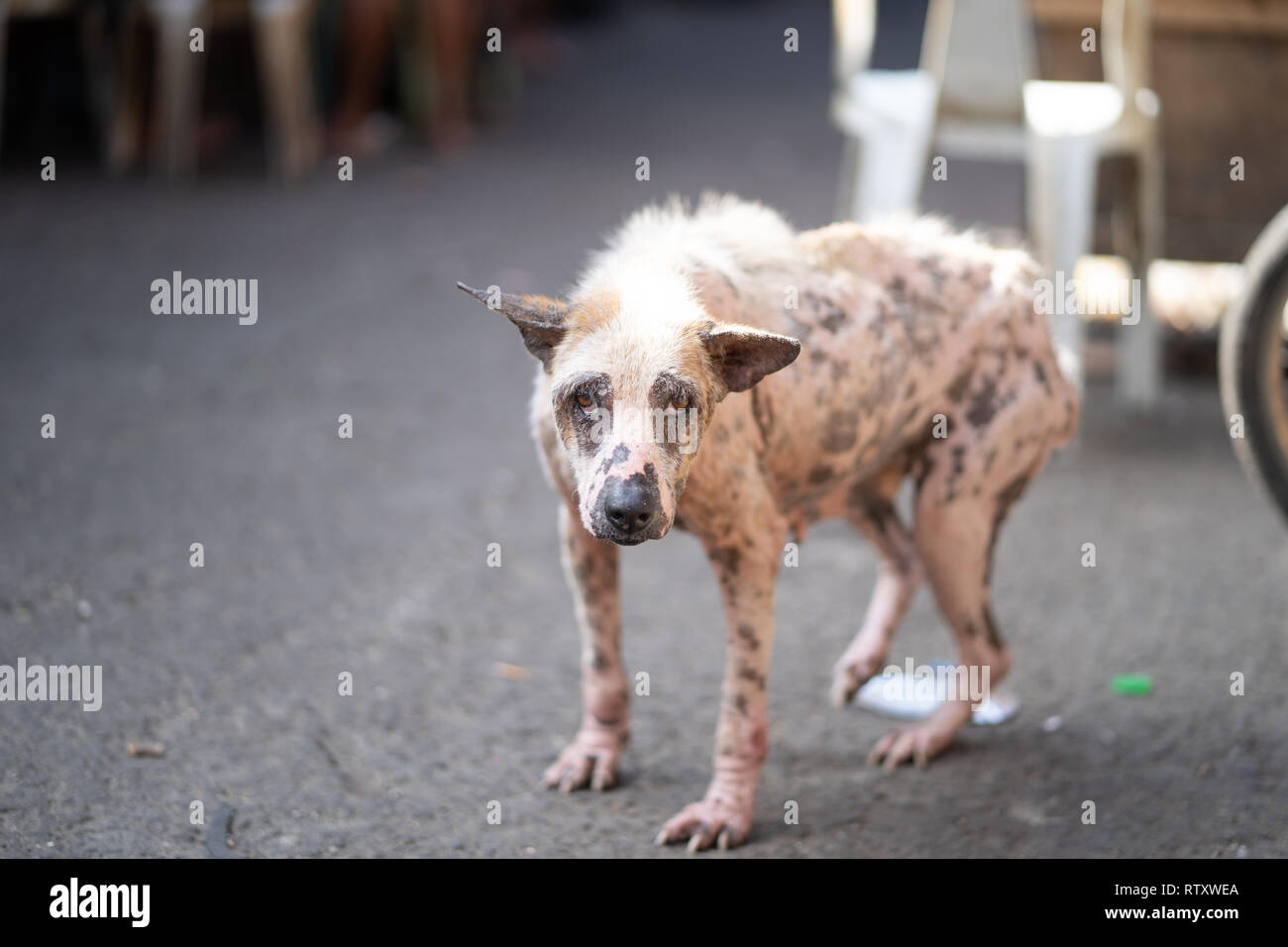 Dog Mange High Resolution Stock Photography And Images Alamy