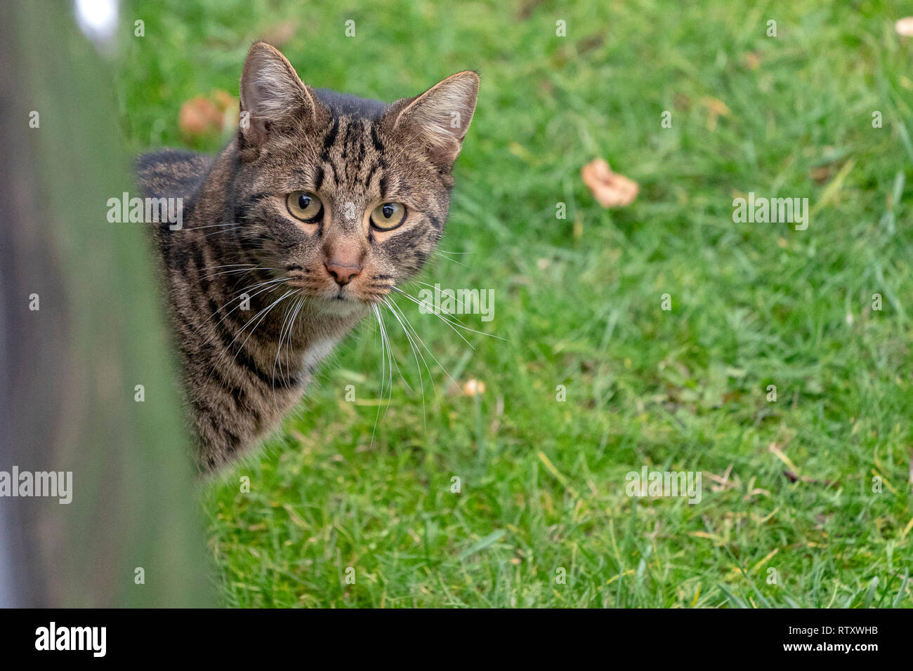 cat hiding under a car and looking at you Stock Photo Alamy