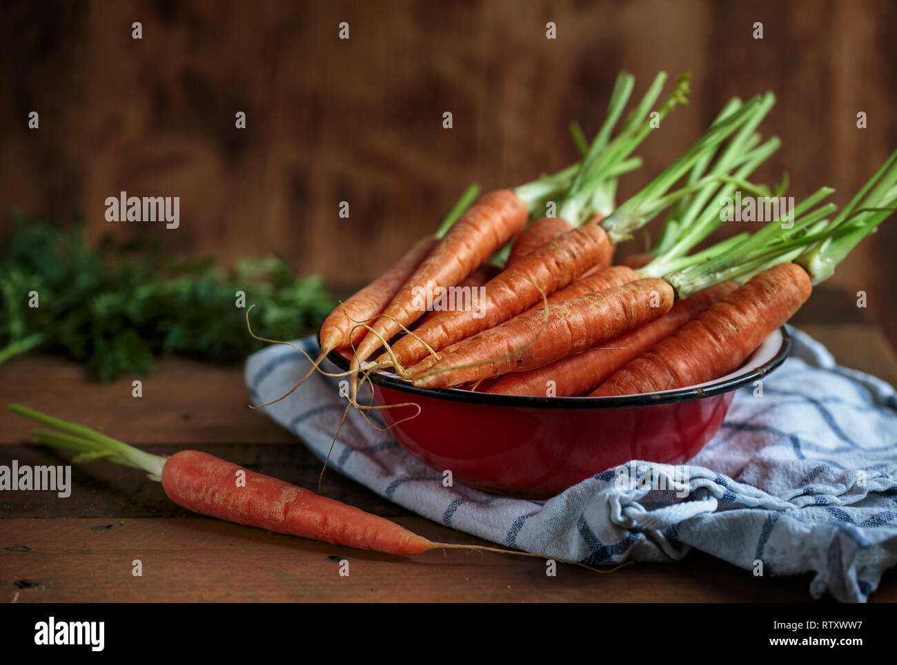 Studio Still Life with fresh Carrots Stock Photo