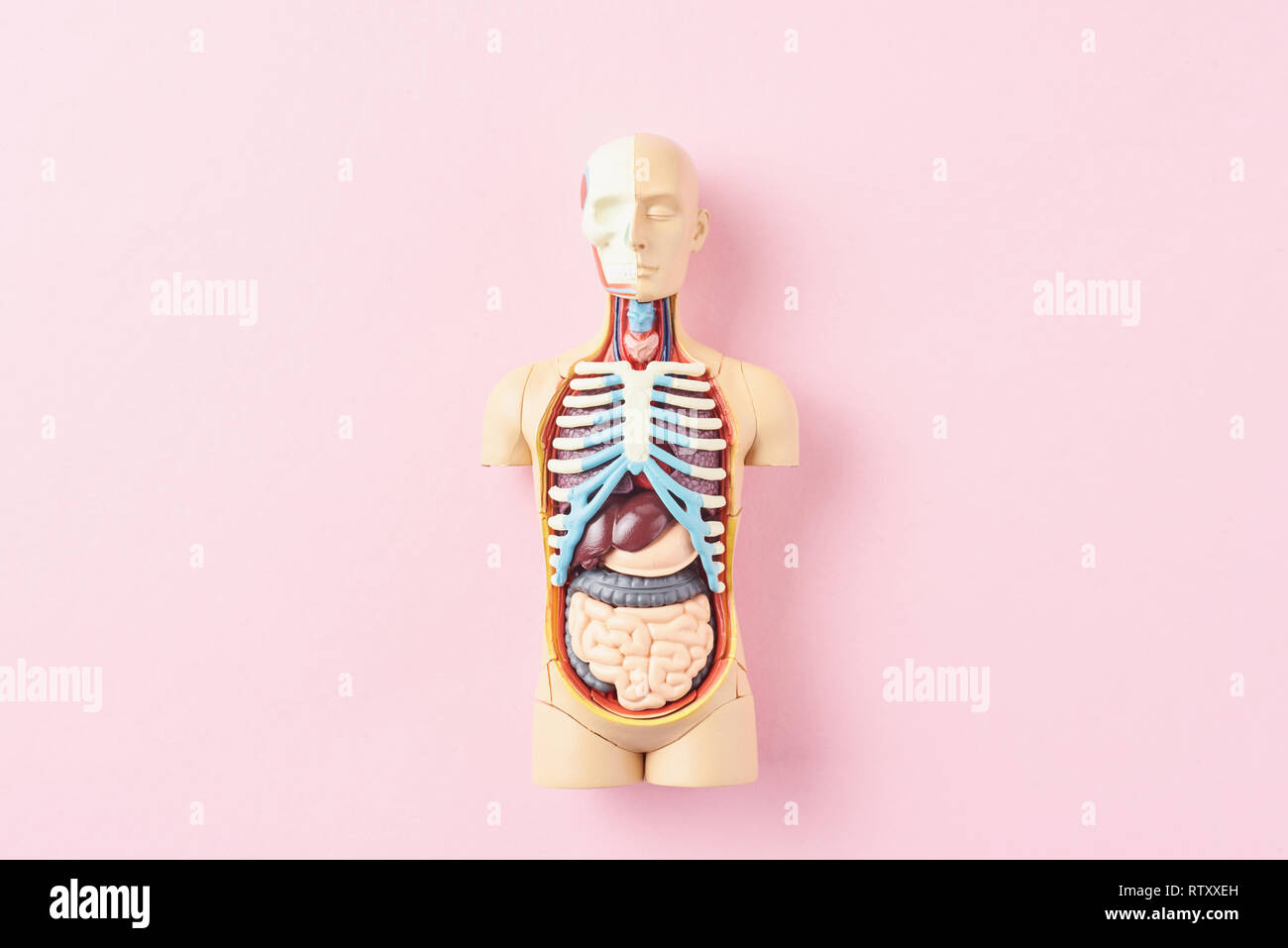 Anatomical Model Of Human Body With Internal Organs On Pink Background Anatomy Body Mannequin Stock Photo Alamy