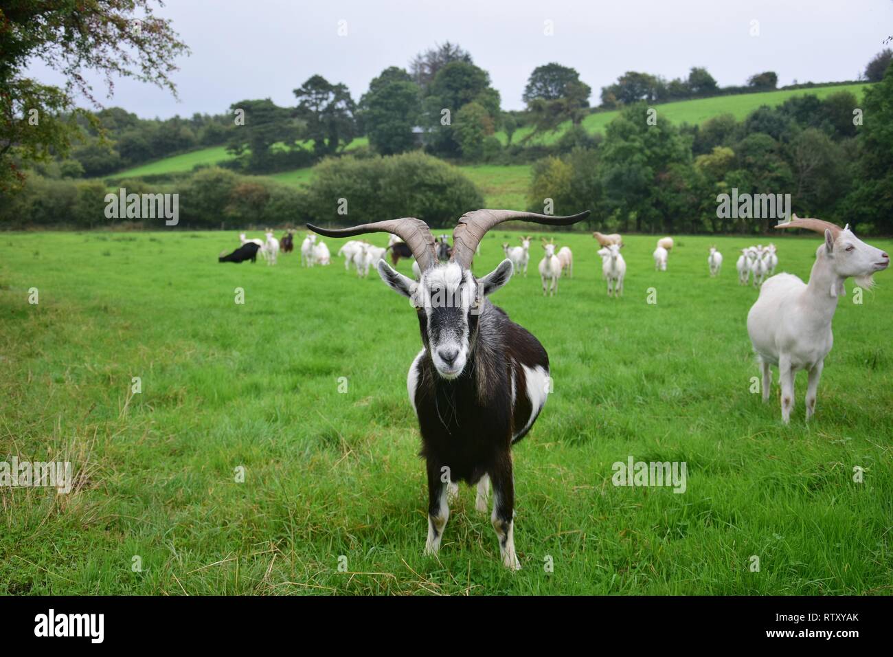 A herd of goats in Ireland. One male goat with horns standing in front and looking curiously. Stock Photo