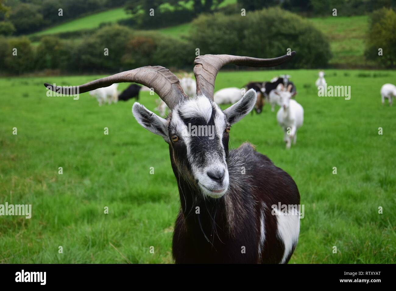 Portrait of a black-white male goat with horns, Ireland. Stock Photo