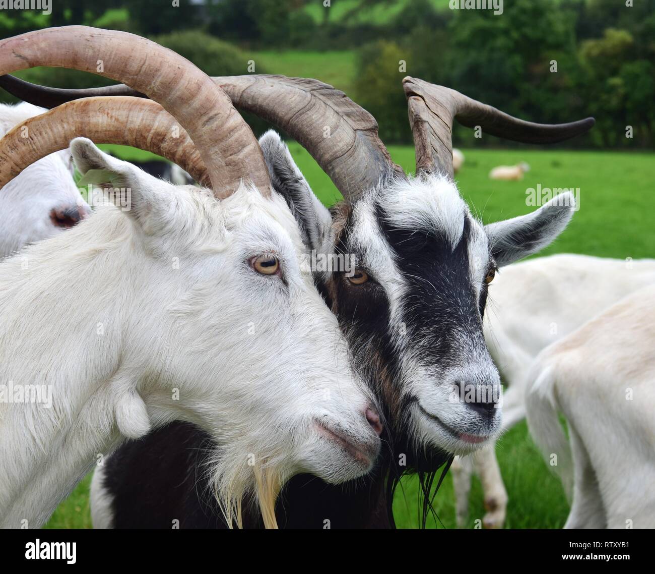 Two male goats putting their heads together, one white and one black-white. Ireland. Stock Photo