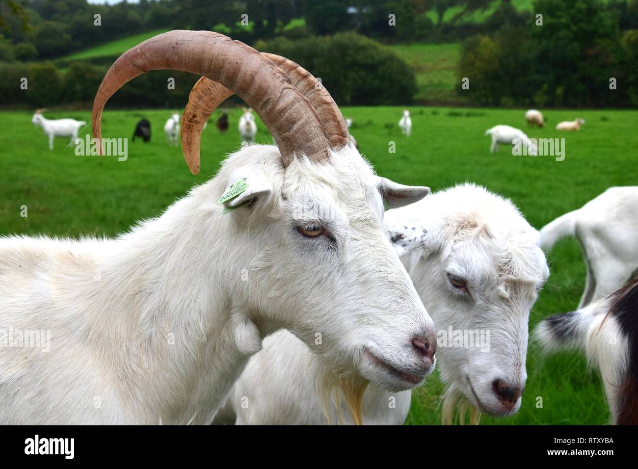 Portrait of a male white goat with horns. Other goats in the background. Stock Photo