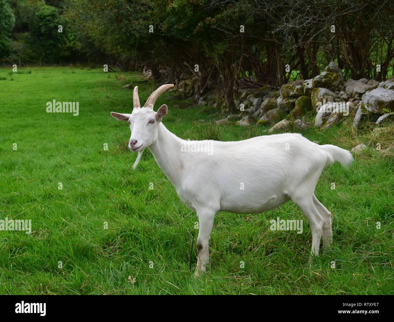 White male goat with horns in Ireland. Stock Photo