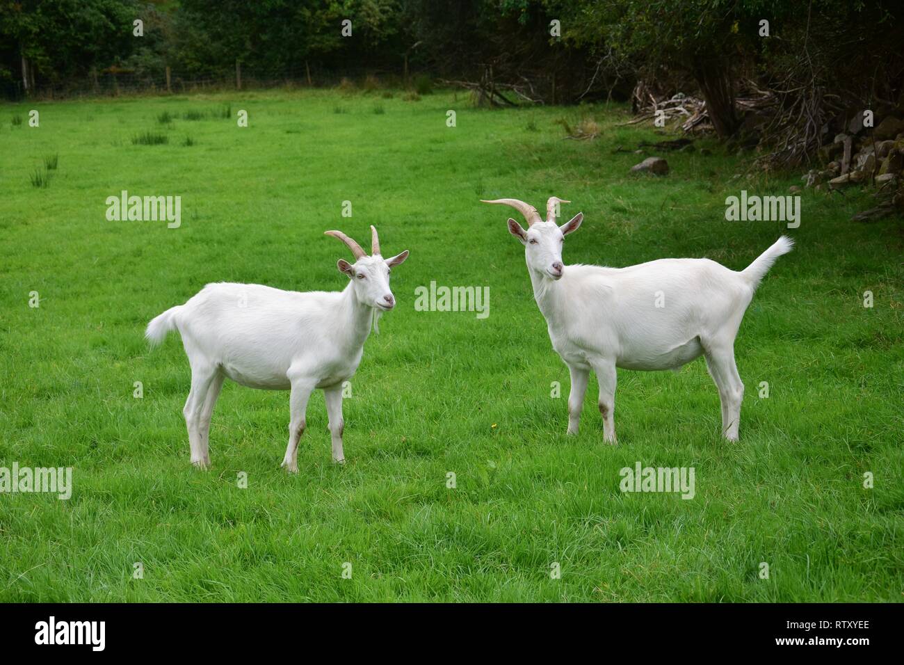 Two white male goats with horns on a pasture in Ireland. Stock Photo
