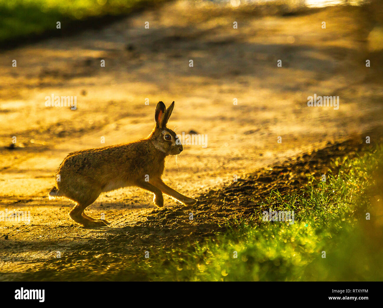 March hare hires stock photography and images Alamy