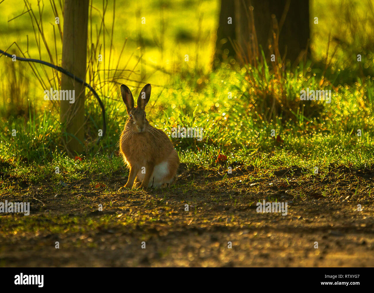 Uk countryside spring hare hires stock photography and images Alamy