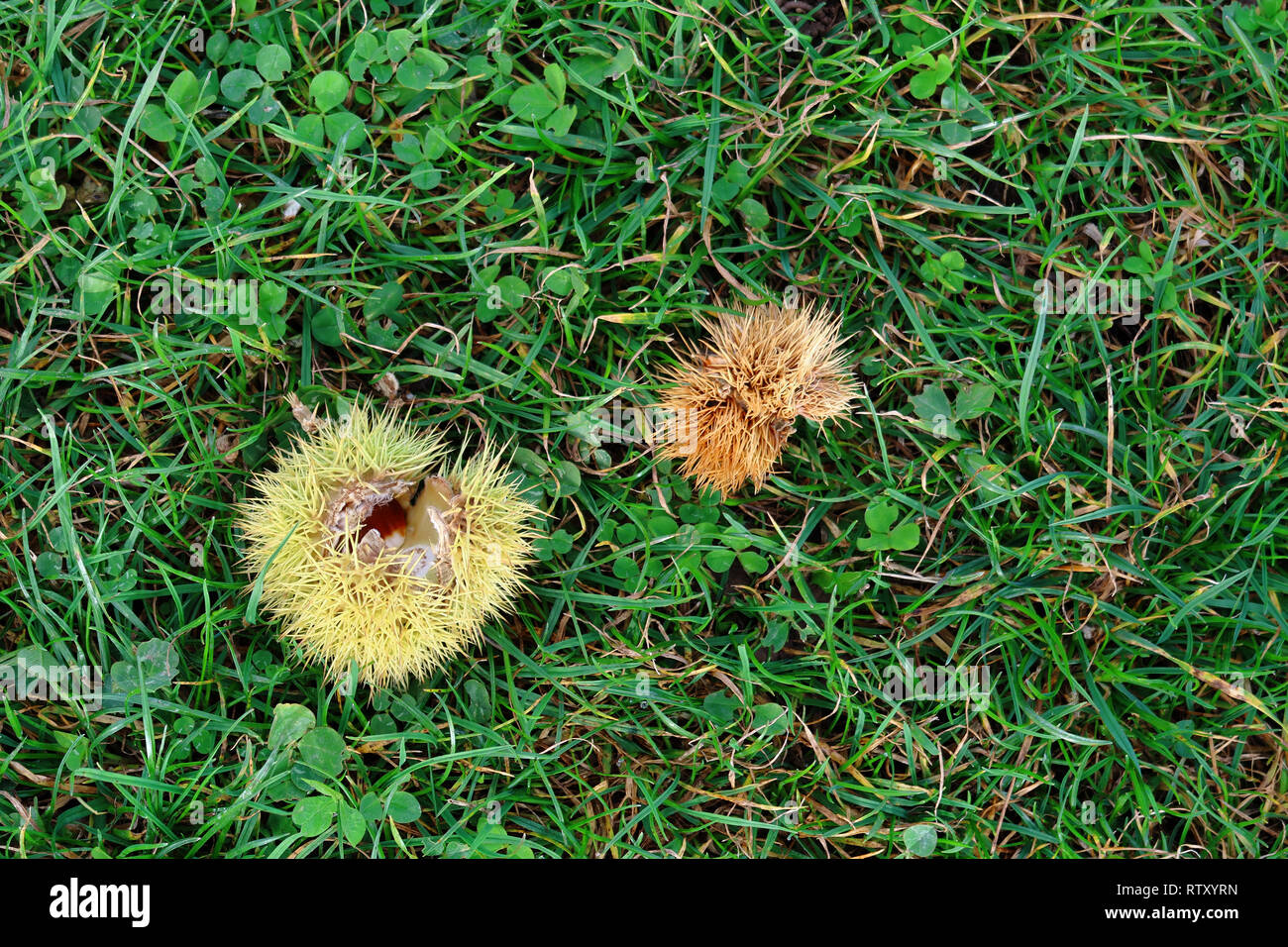 Sweet chestnut husk in the green grass Stock Photo