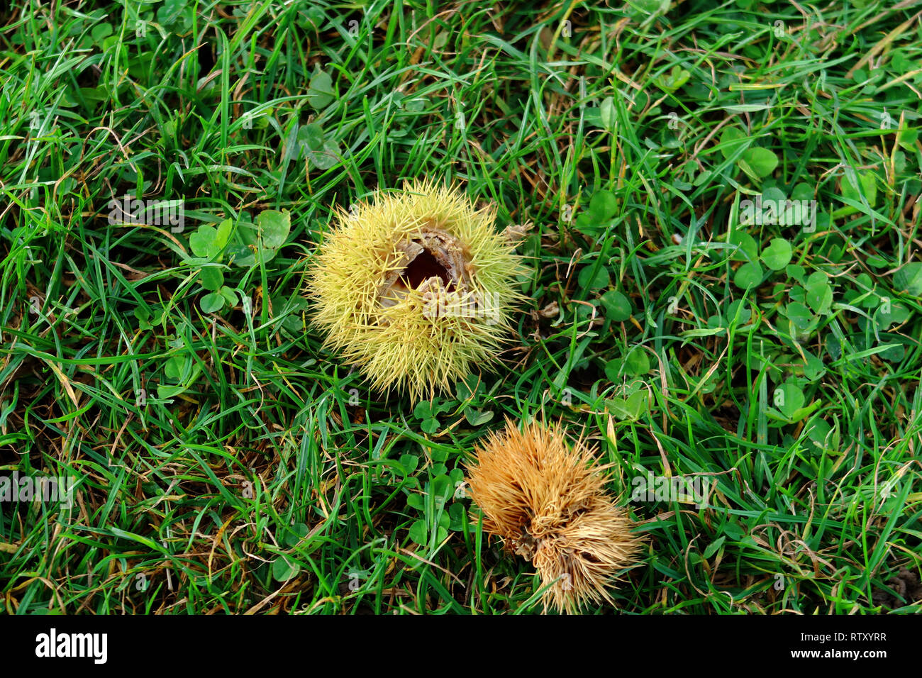 An open chestnut husk in the green grass Stock Photo