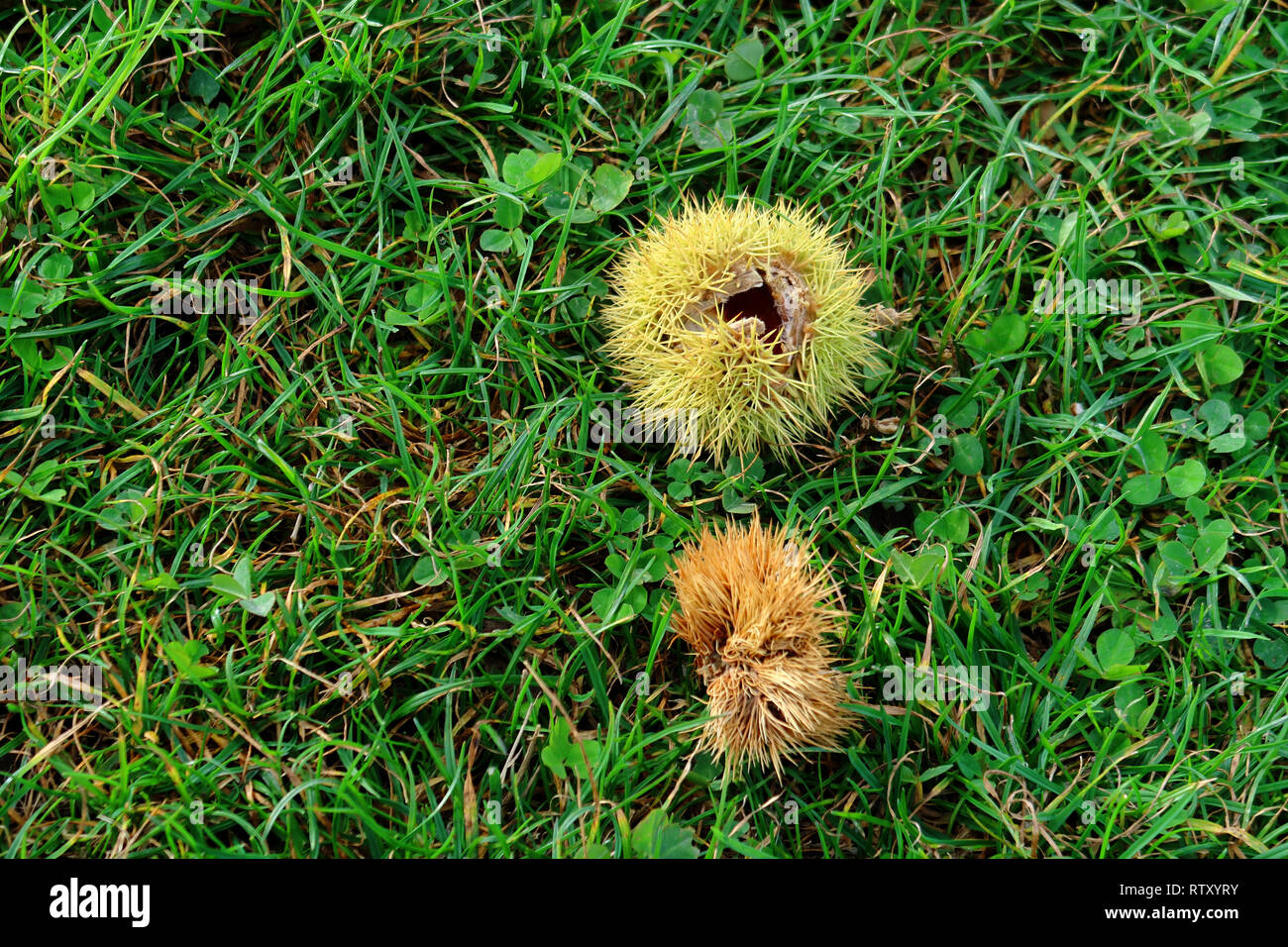 Chestnut husks in the green grass Stock Photo