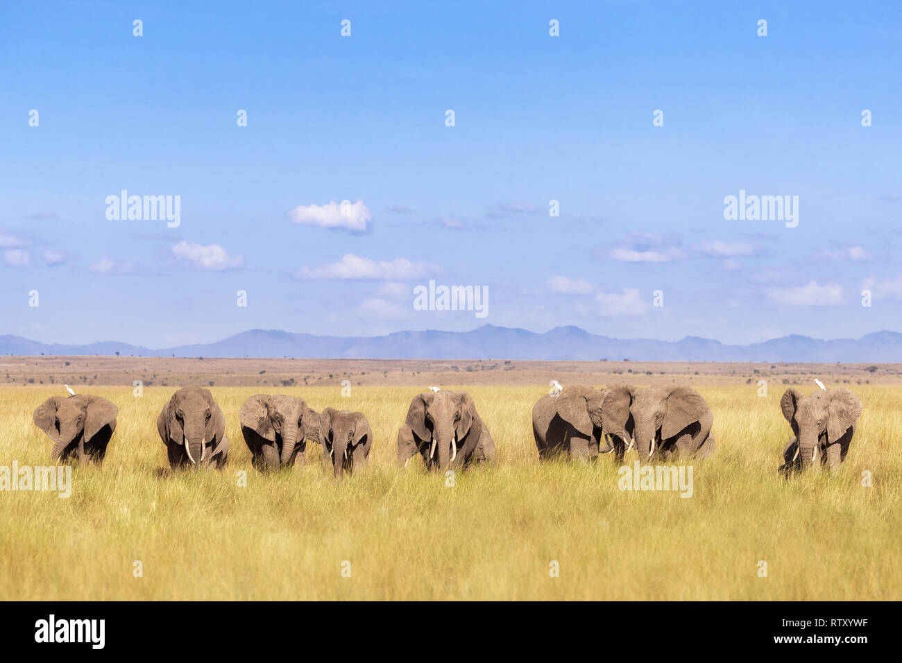 A herd of elephants walk through Amboseli National Park, Kenya. This family group  is against a backdrop of the foothills of Mt Kilimanjaro and blue s Stock Photo