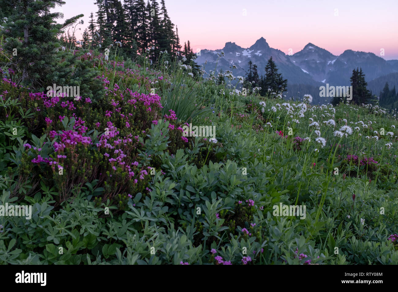 Sunset from Mt Rainier National Park across an field of alpine meadow flowers to mountain range, pinks and purples fill the sky Stock Photo