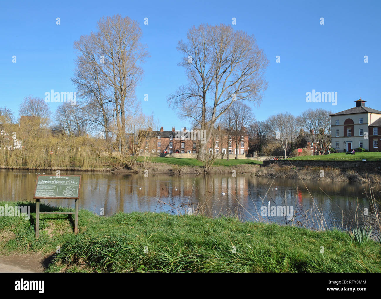Two large trees alongside where the Rea Brook joins the River Severn in Shrewsbury, Shropshire showing reflection in the water Stock Photo