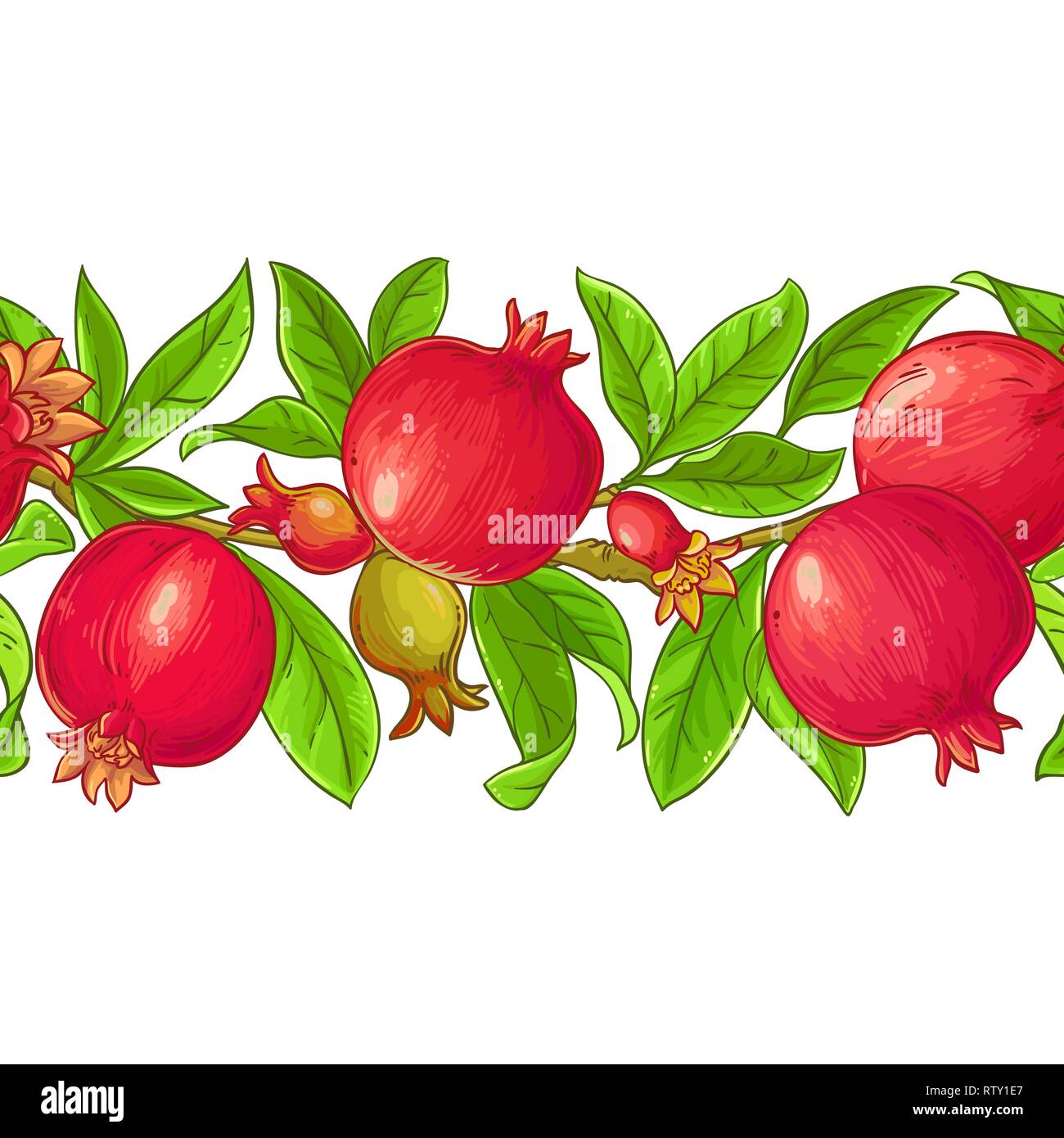 pomegranate vector pattern on white background Stock Vector