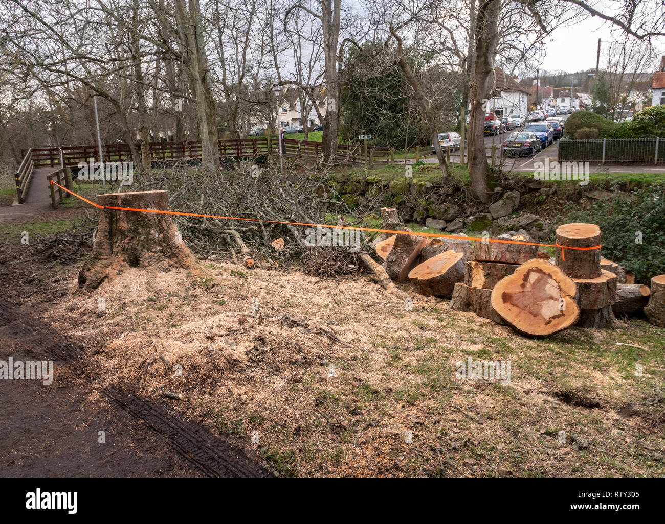 Logs and stump of a recently felled sycamore tree in the Byes, a riverside park in Sidmouth, Devon. Stock Photo