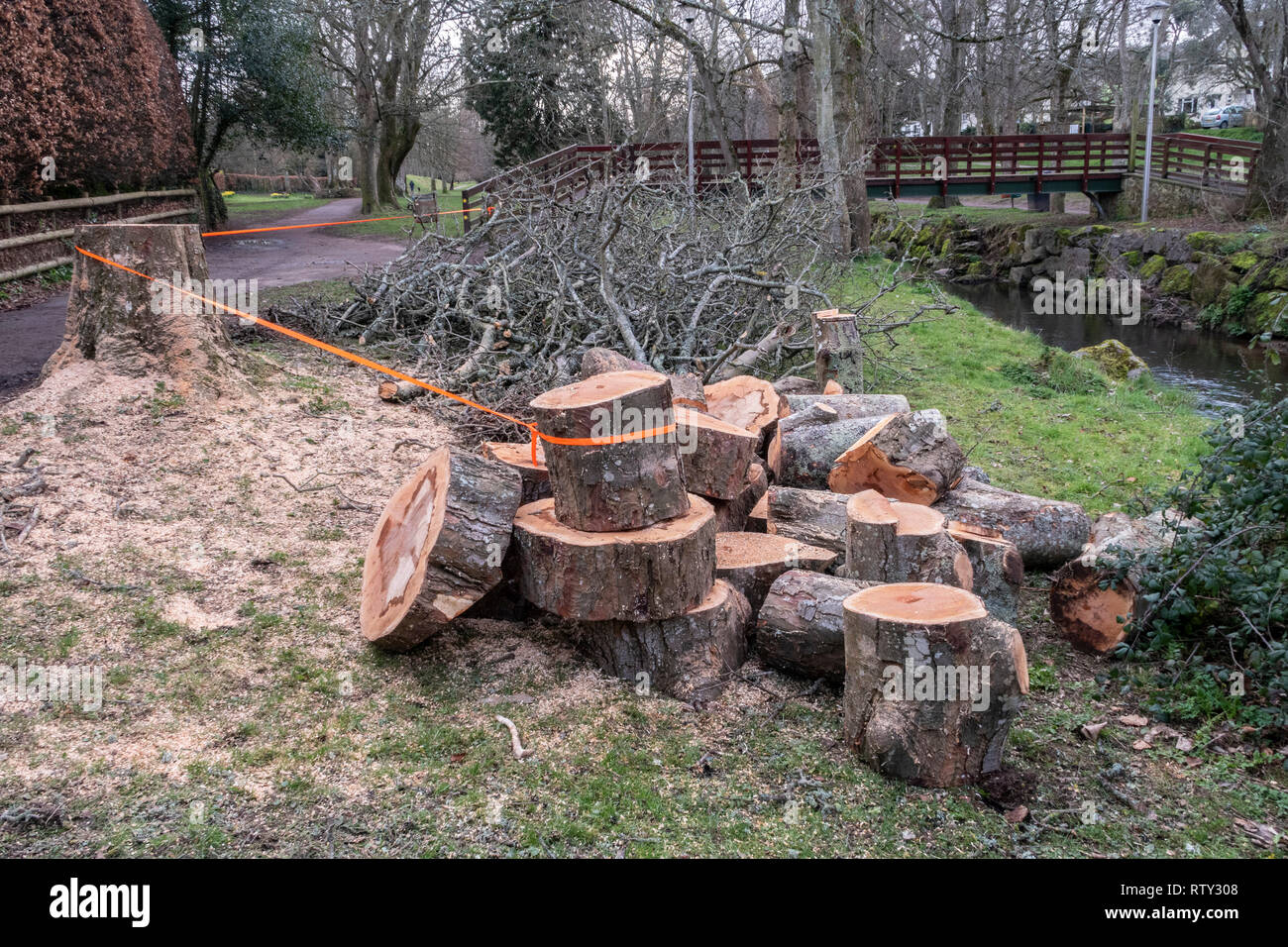 Logs and stump of a recently felled sycamore tree in the Byes, a riverside park in Sidmouth, Devon. Stock Photo