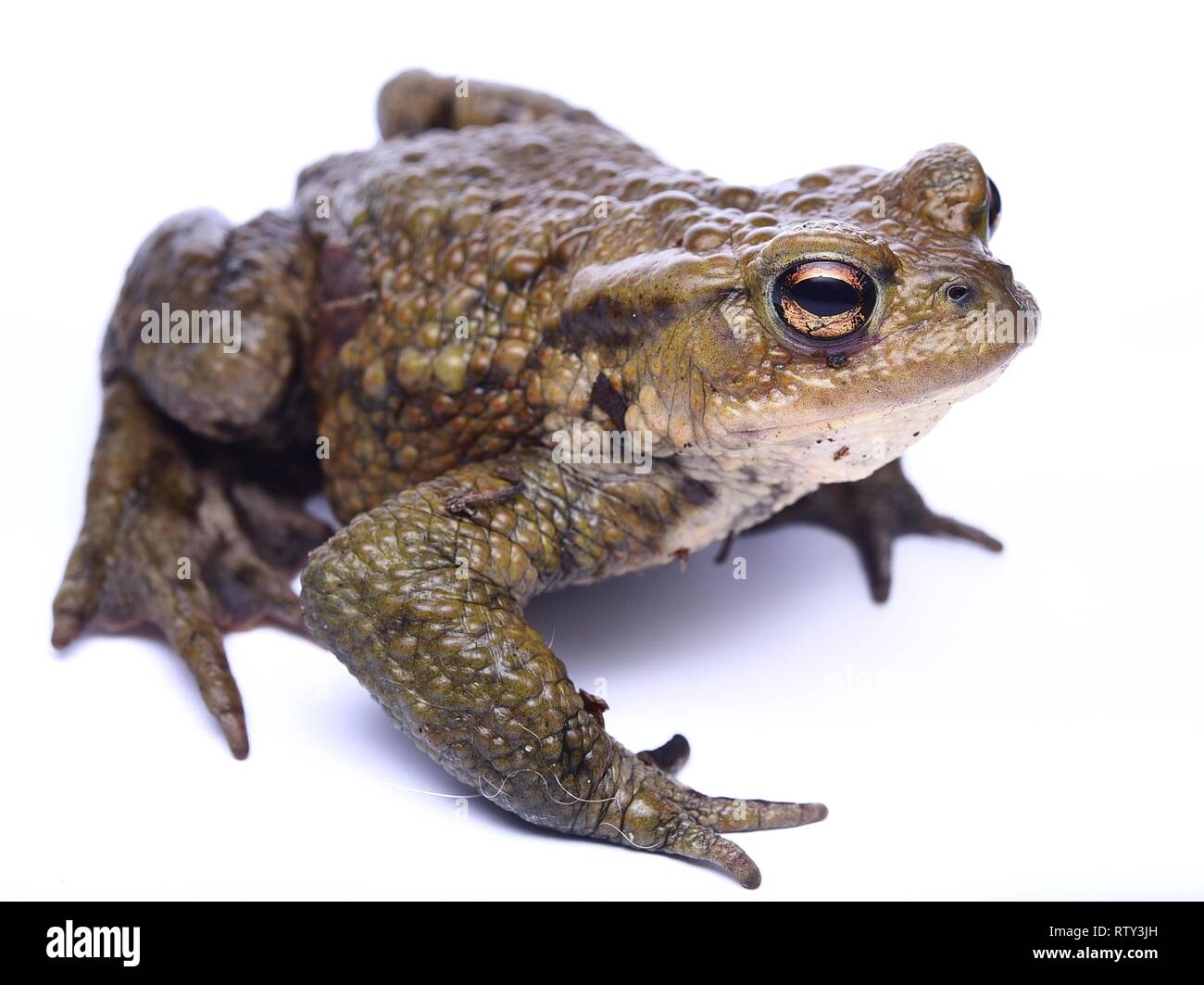 Common Toad ( Bufo bufo ) Stock Photo