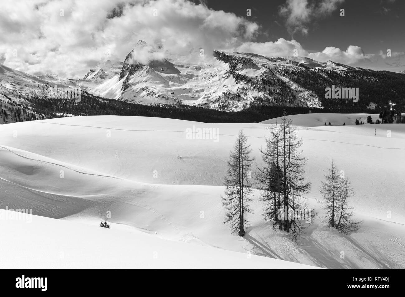 The Passo Rolle landscape. Colbricon mountain peaks. Trentino mountains in winter season. Larch trees. Black white mountain landscape. Italian Alps. Stock Photo