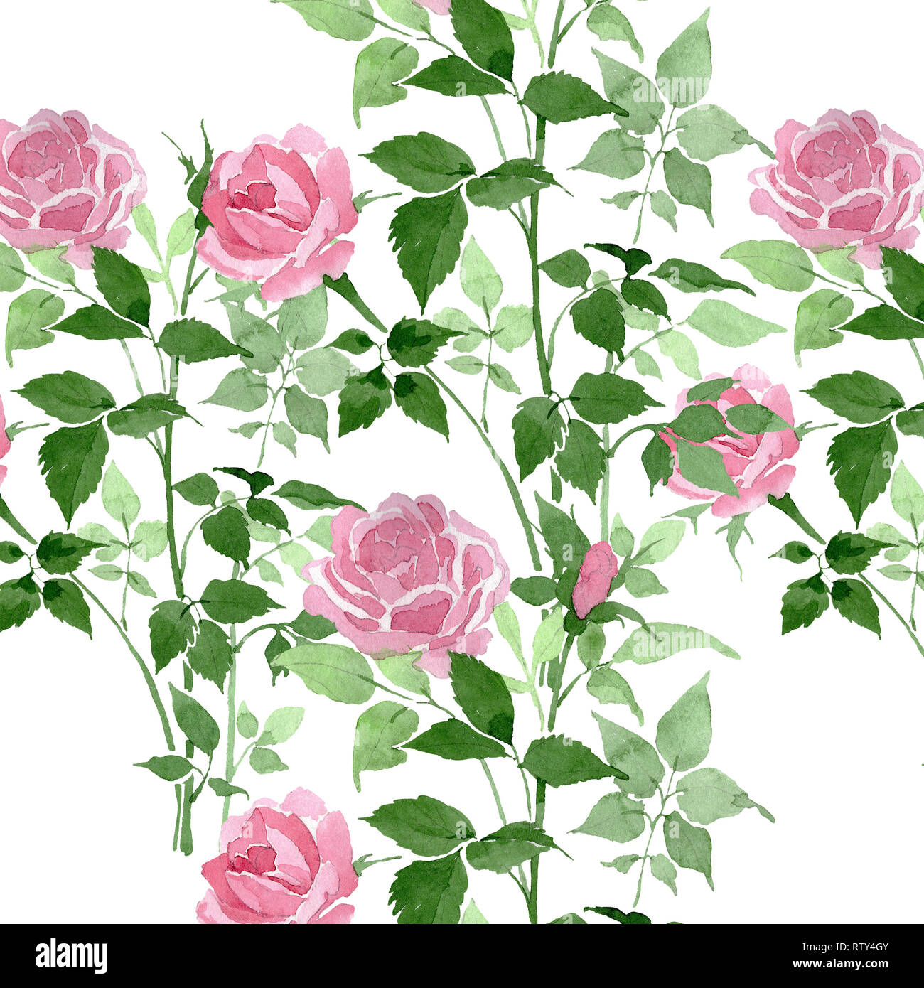 Pink bush roses floral botanical flowers. Wild spring leaf isolated.  Watercolor illustration set. Watercolour drawing fashion aquarelle.  Seamless back Stock Photo - Alamy