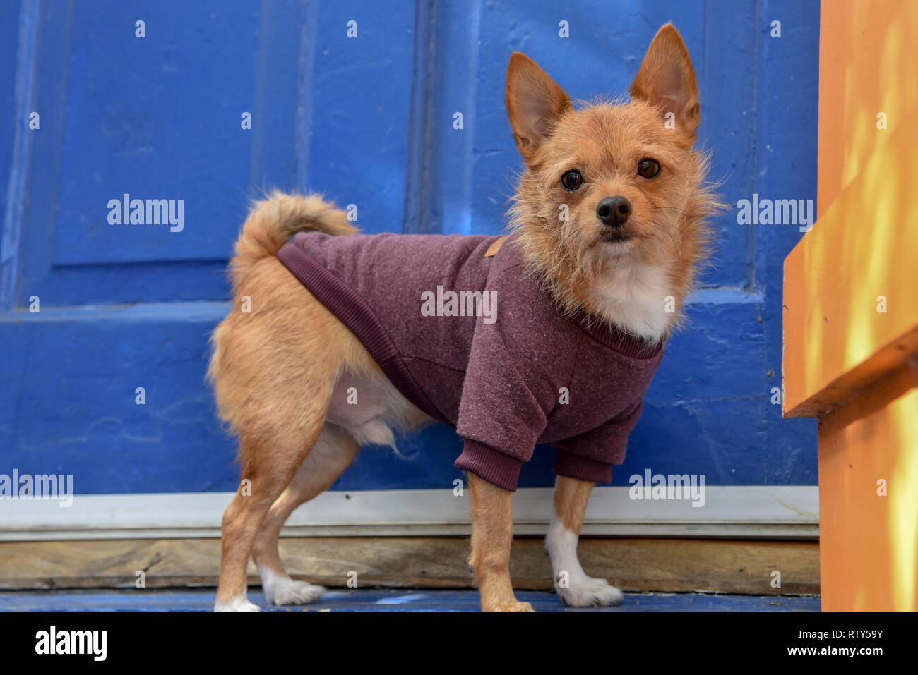 Chihuahuas are the smallest breeds of dogs stock photo alamy