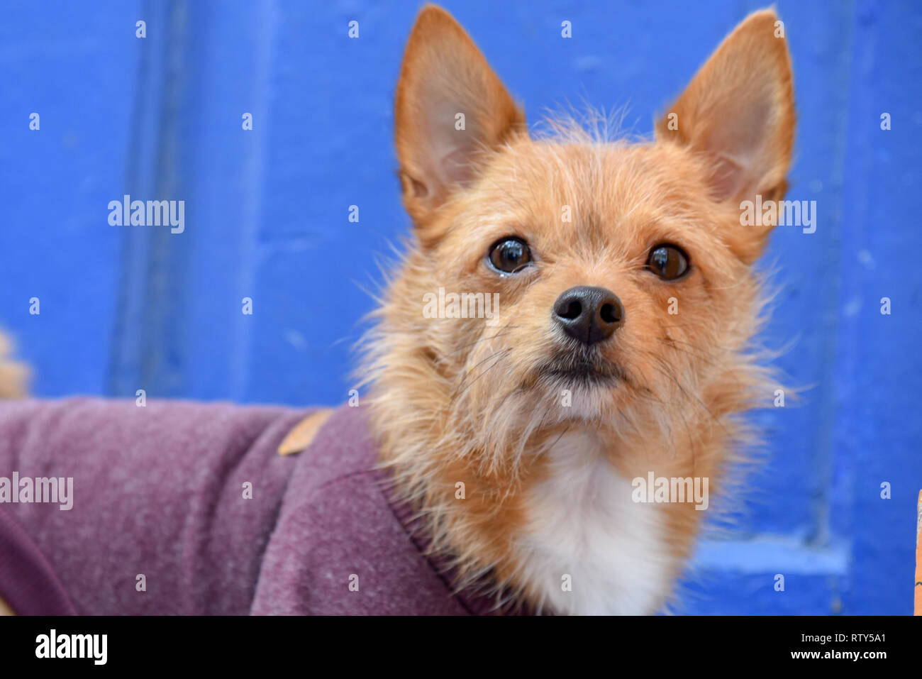 Chihuahuas are the smallest breeds of dogs stock photo alamy