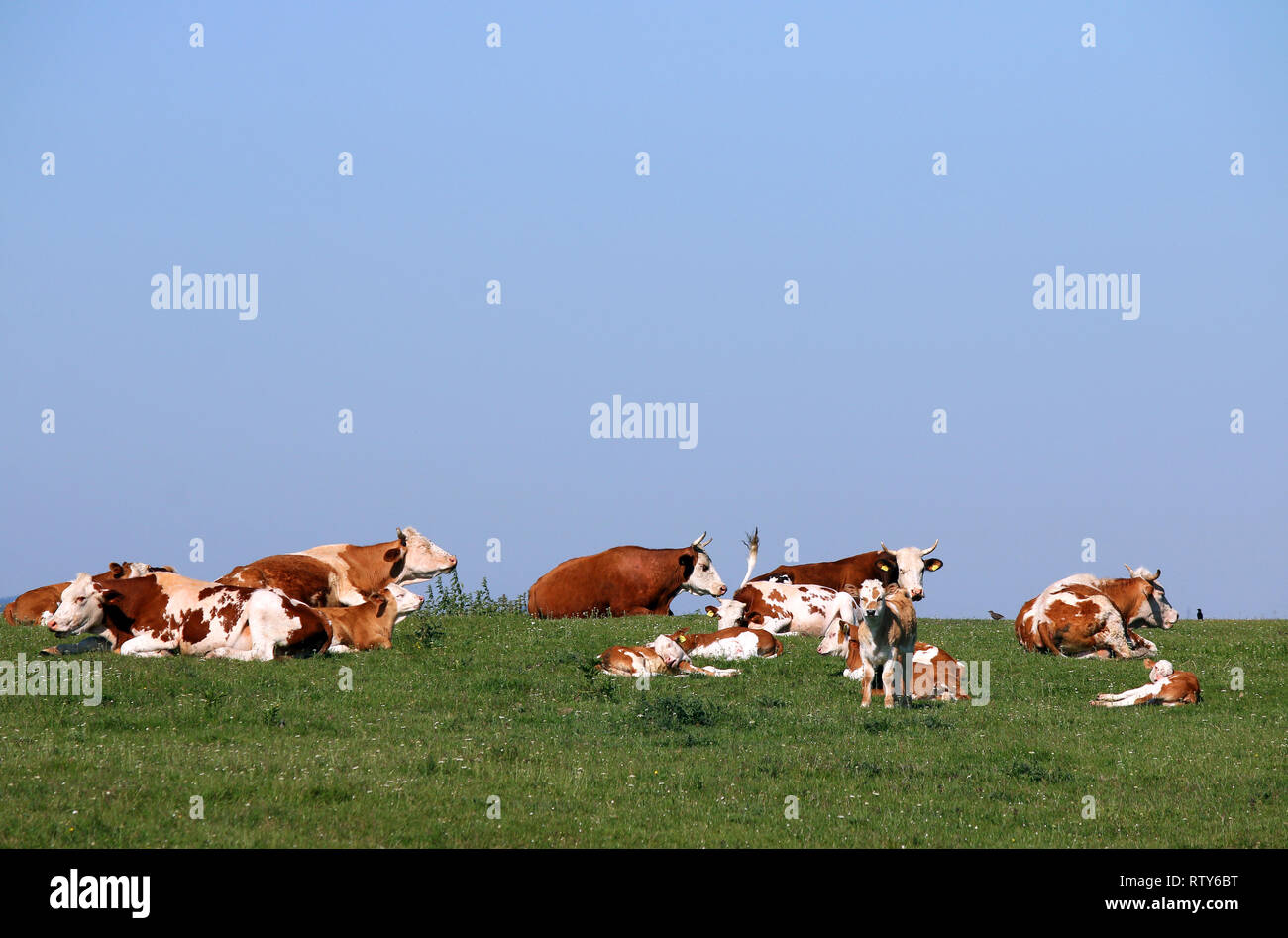 cows and calves in pasture Stock Photo - Alamy