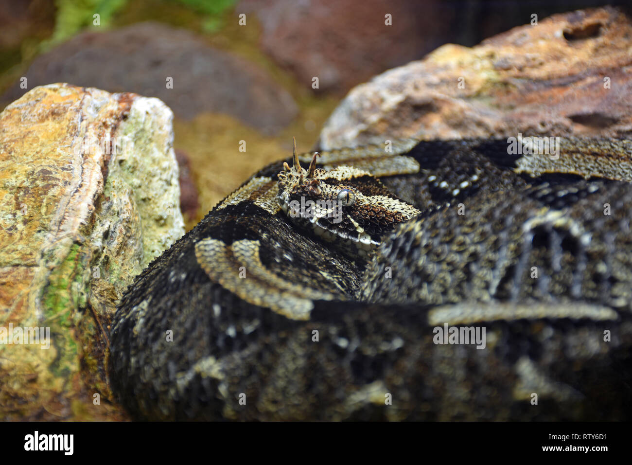 Bir oz soqollanmagan mushuklar ishtirokidagi rus pornosini onlayn tomosha qiling