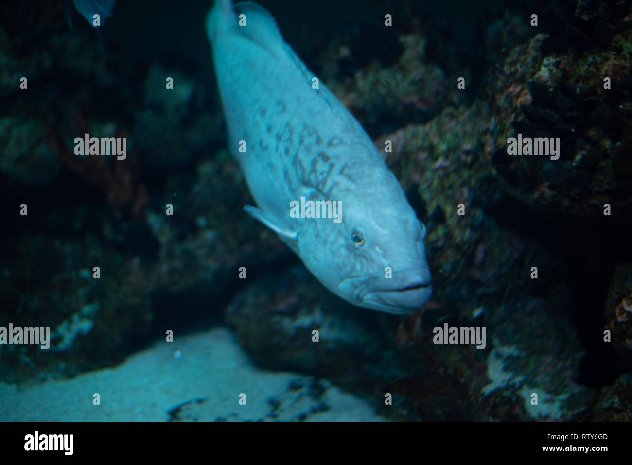 One Blue Fish In Deep Waters Stock Photo 239084397 Alamy - 