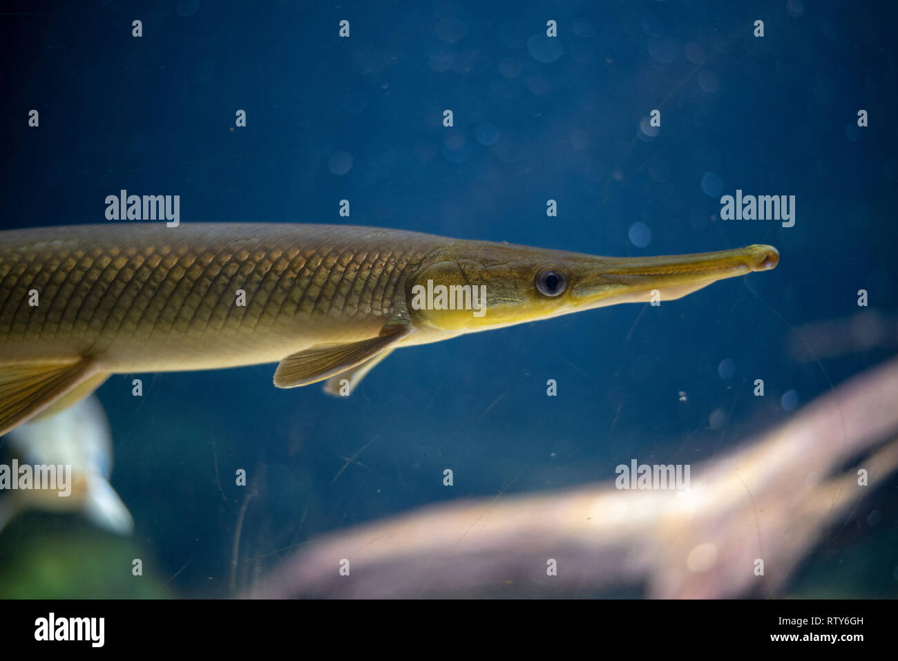 Longnose gar (Lepisosteus osseus) can be found in freshwater in America Stock Photo