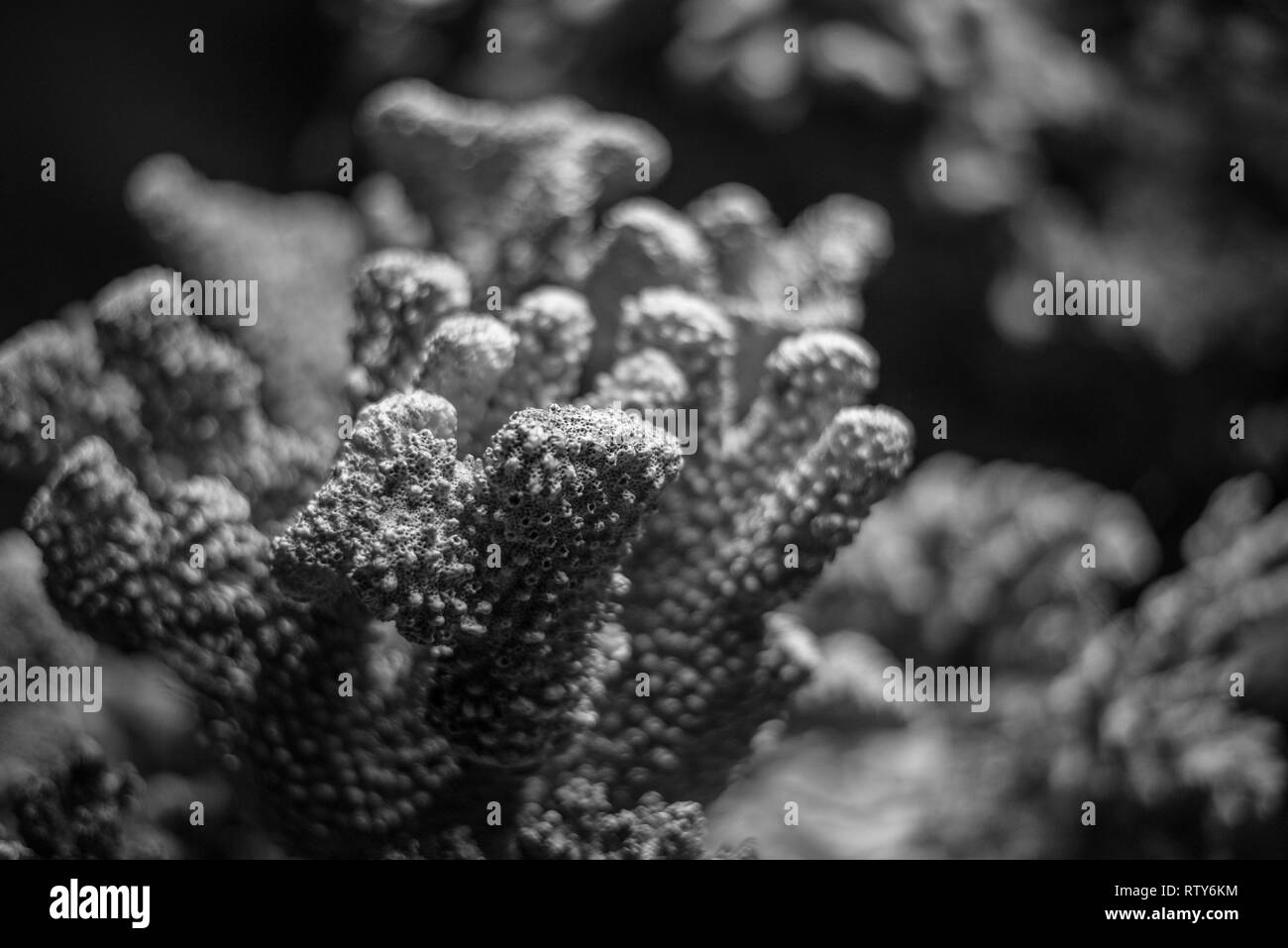 Detail of a coral reef with fish swimming around Stock Photo