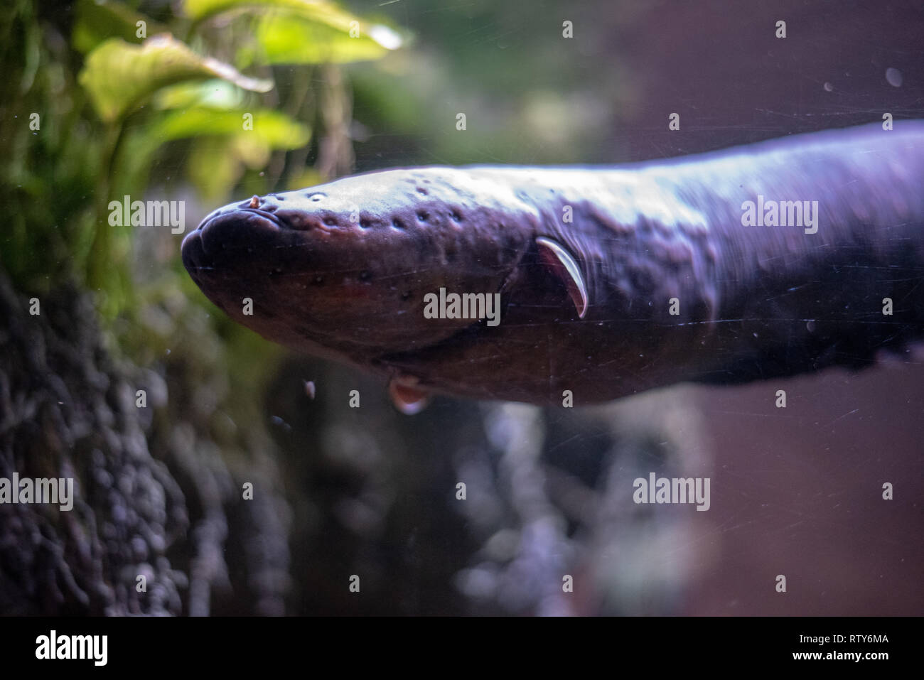 Electric eel (Electrophorus electricus) swimming in a river Stock Photo