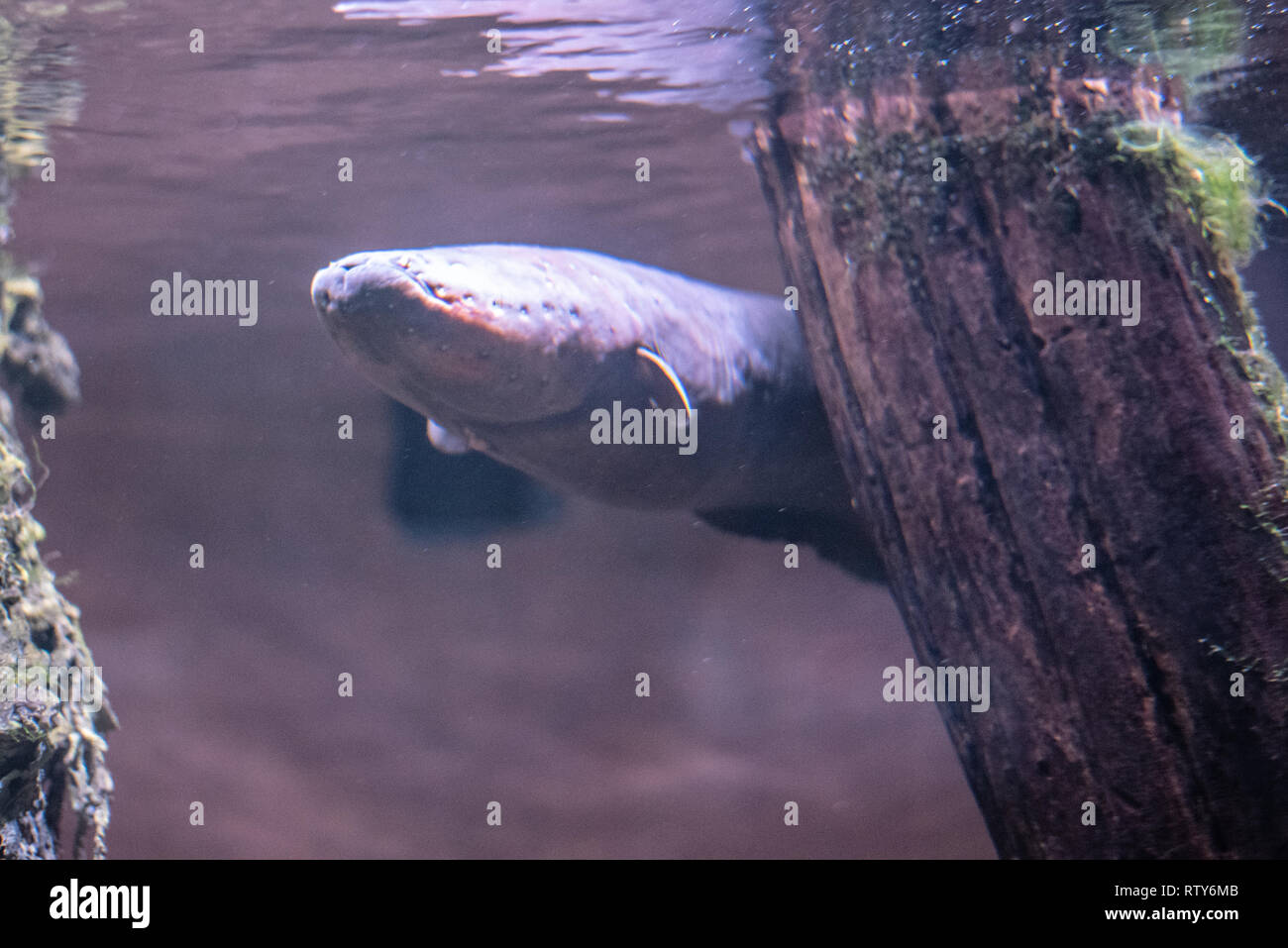 Electric eel (Electrophorus electricus) swimming in a river Stock Photo