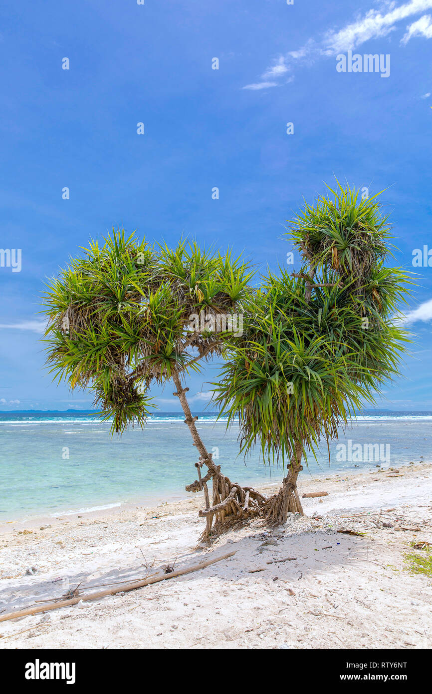 Tropical trees on the coast of Gili Trawangan in Indonesia. Stock Photo