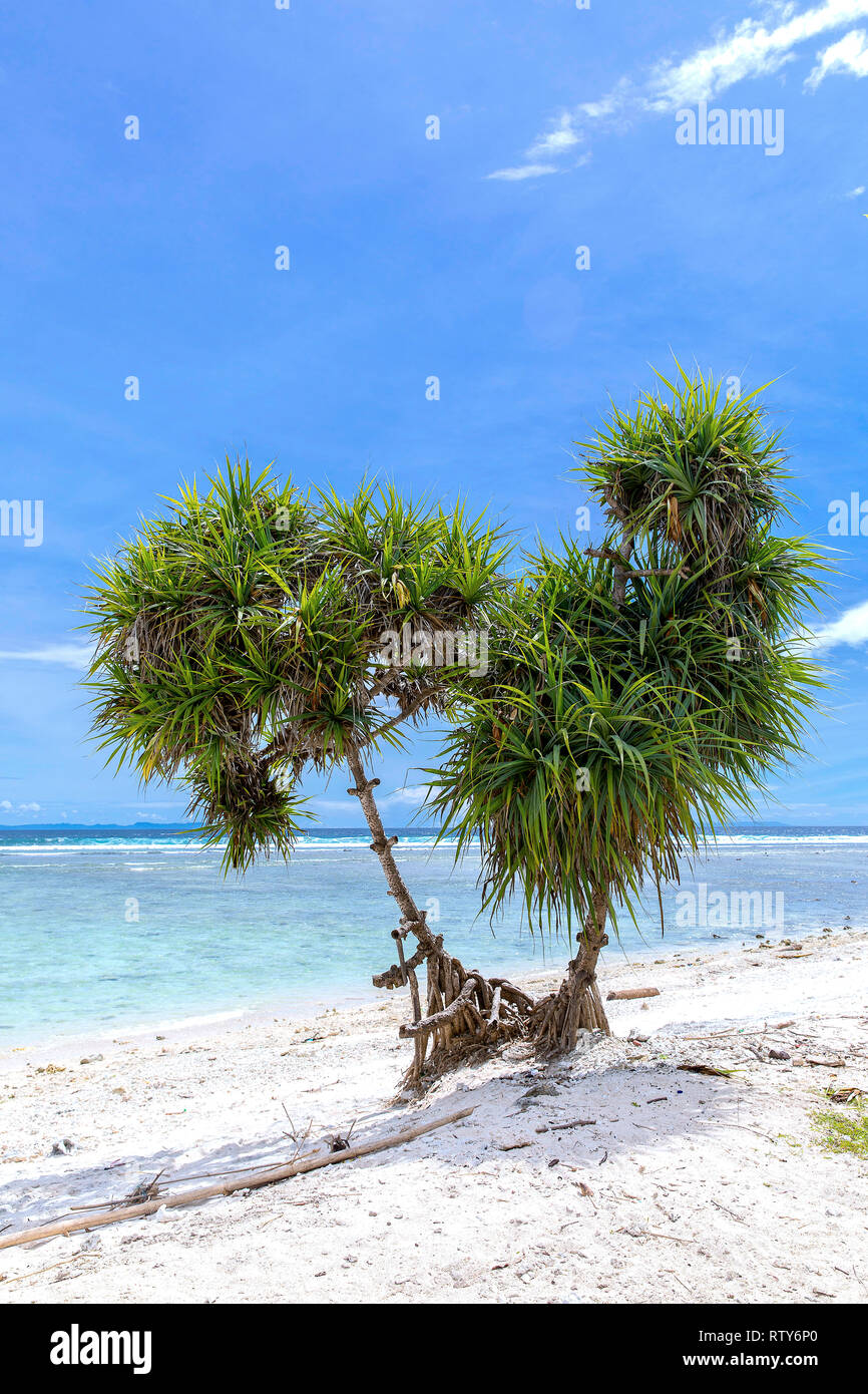 Tropical trees on the coast of Gili Trawangan in Indonesia. Stock Photo