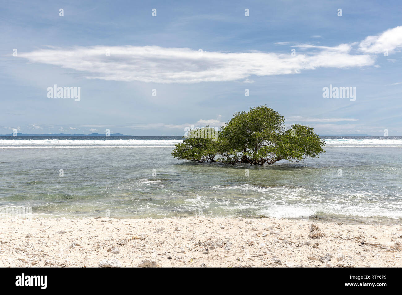 Tropical trees on the coast of Gili Trawangan in Indonesia. Stock Photo