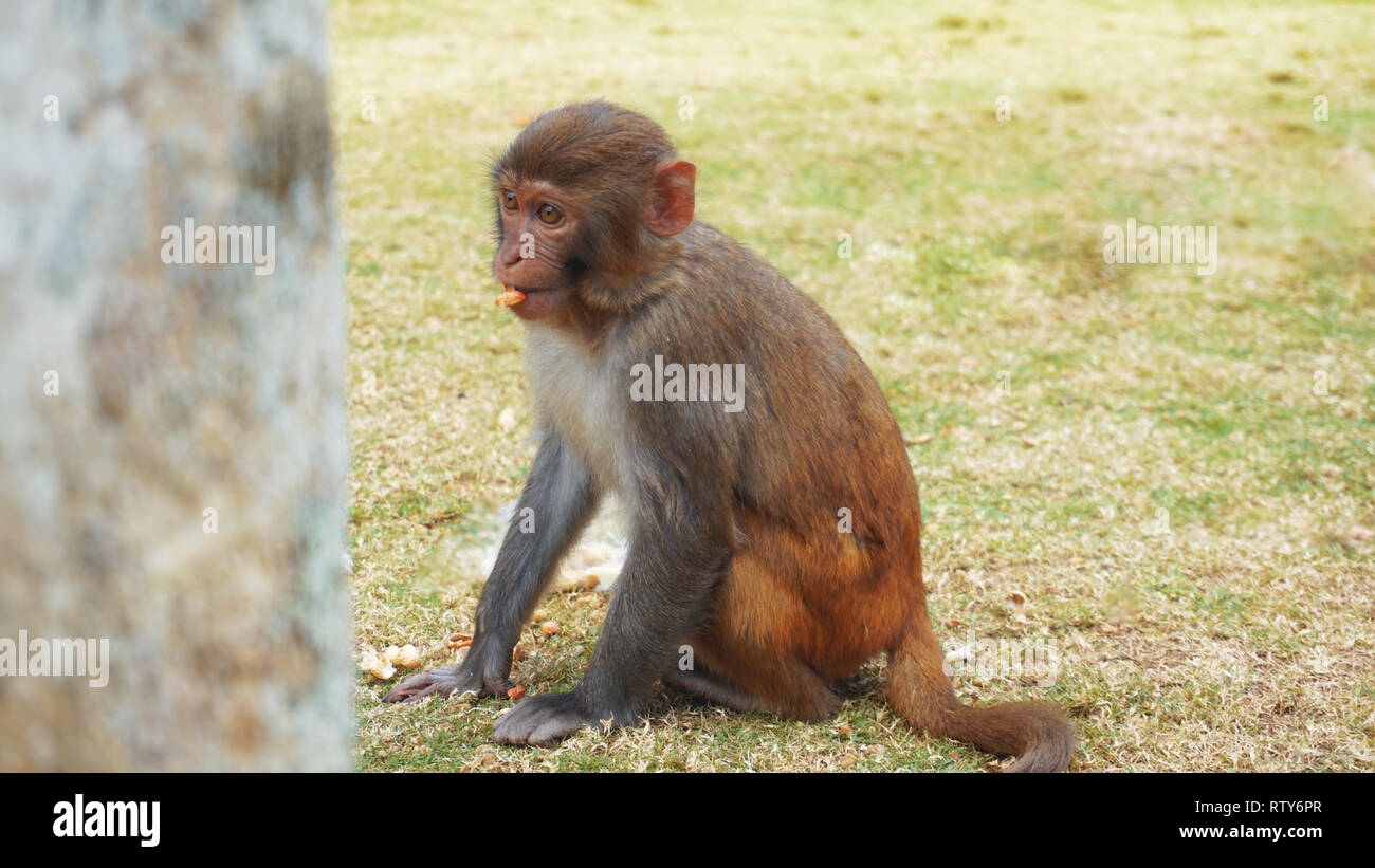 Funny monkey hi-res stock photography and images - Alamy