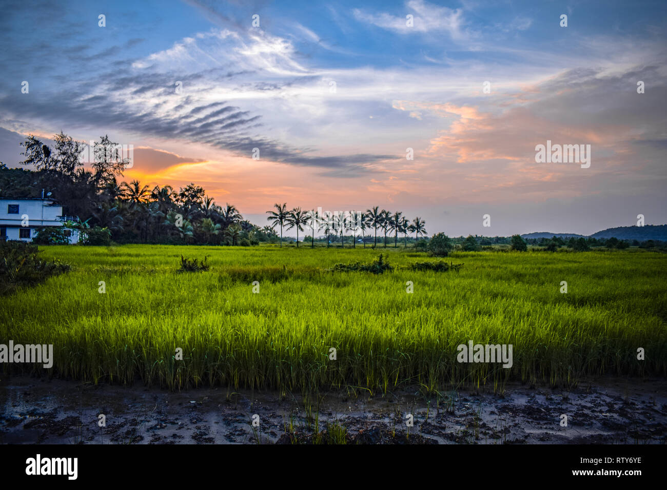 A beautiful field clicked in India using a Nikon with NIKKOR 18-55mm lens Stock Photo - Alamy