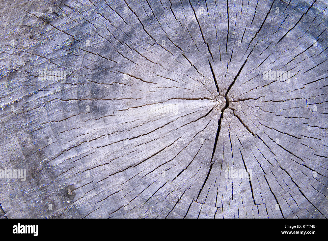 wood texture. Close up Stock Photo