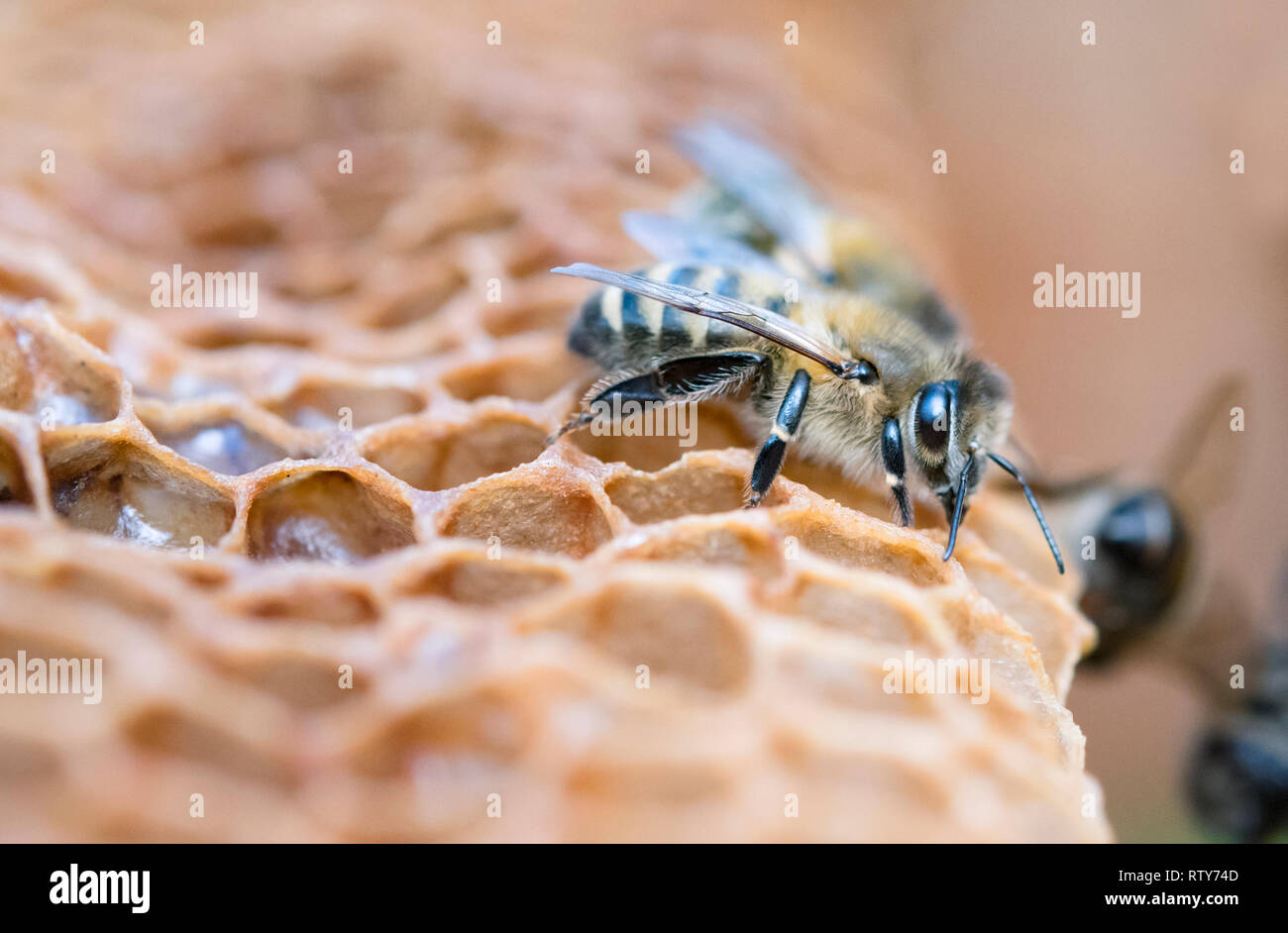 Honeycomb honey bee close up hi-res stock photography and images - Alamy