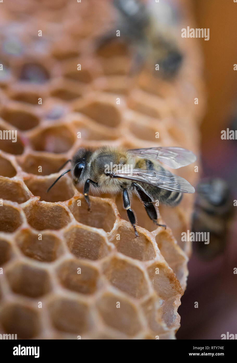 Honeycomb honey bee close up hi-res stock photography and images - Alamy