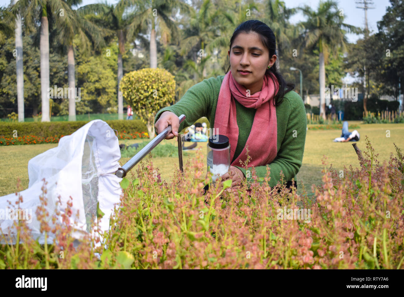 Young woman entomologist collecting insects using an insect net or