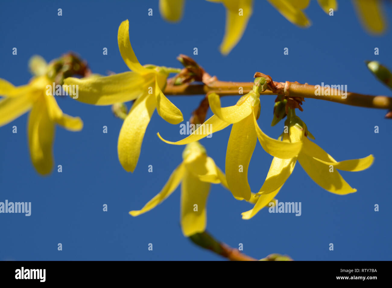 Close-up of yellow forsythia flowers against blue sky Stock Photo