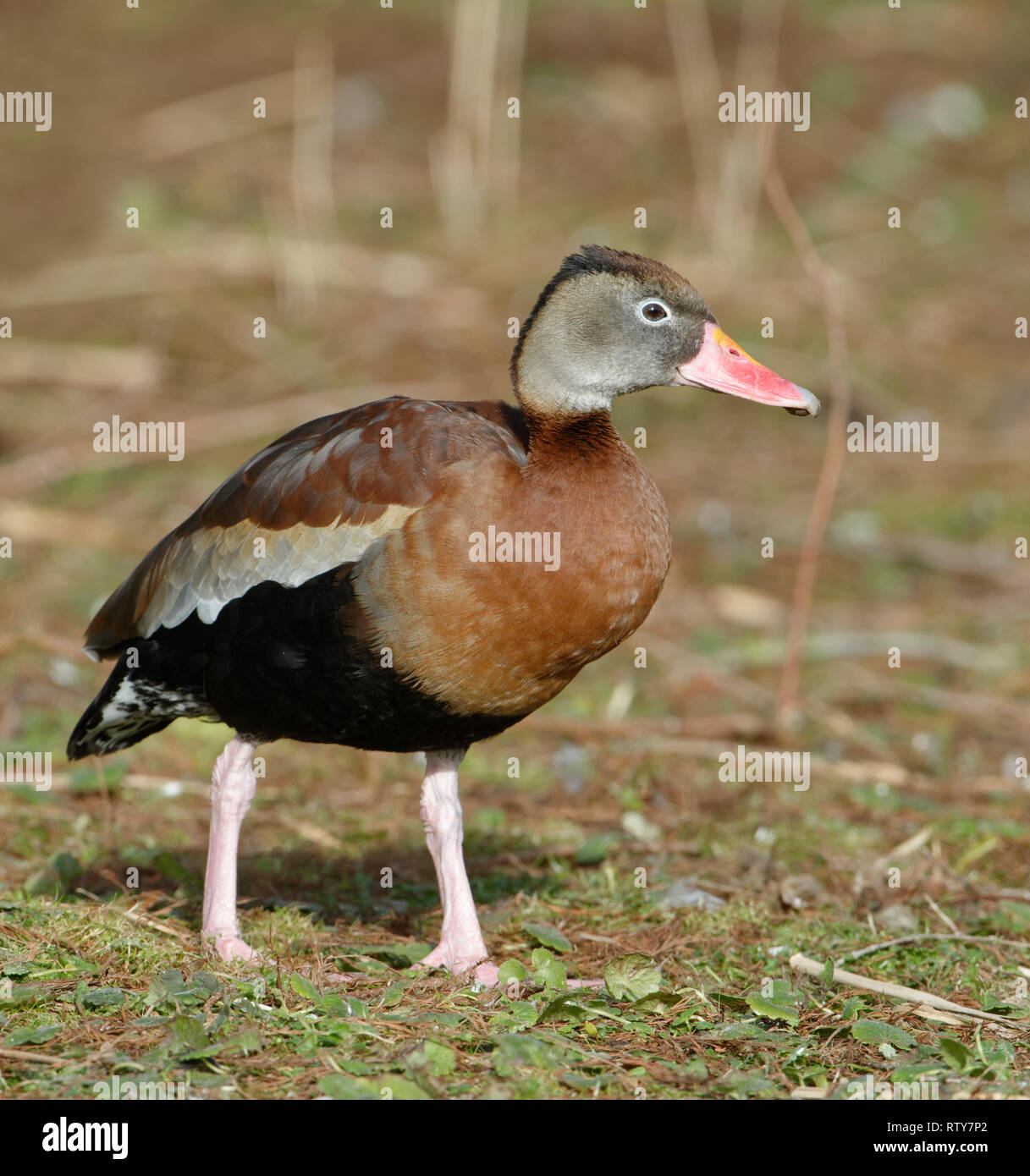 Black-bellied Whistling-duck - Dendrocygna autumnalis  From Central & South America Stock Photo