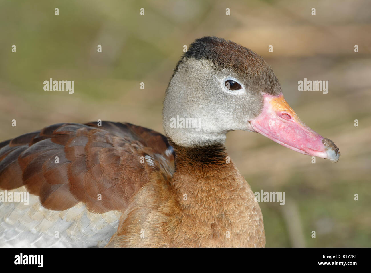Black-bellied Whistling-duck - Dendrocygna autumnalis  Closeup of head Stock Photo