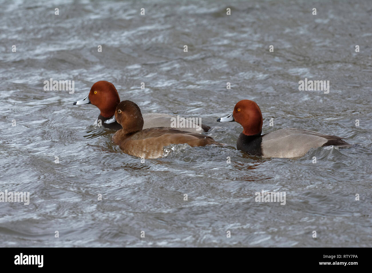 Redhead Duck - Aythya americana  Three on water Stock Photo