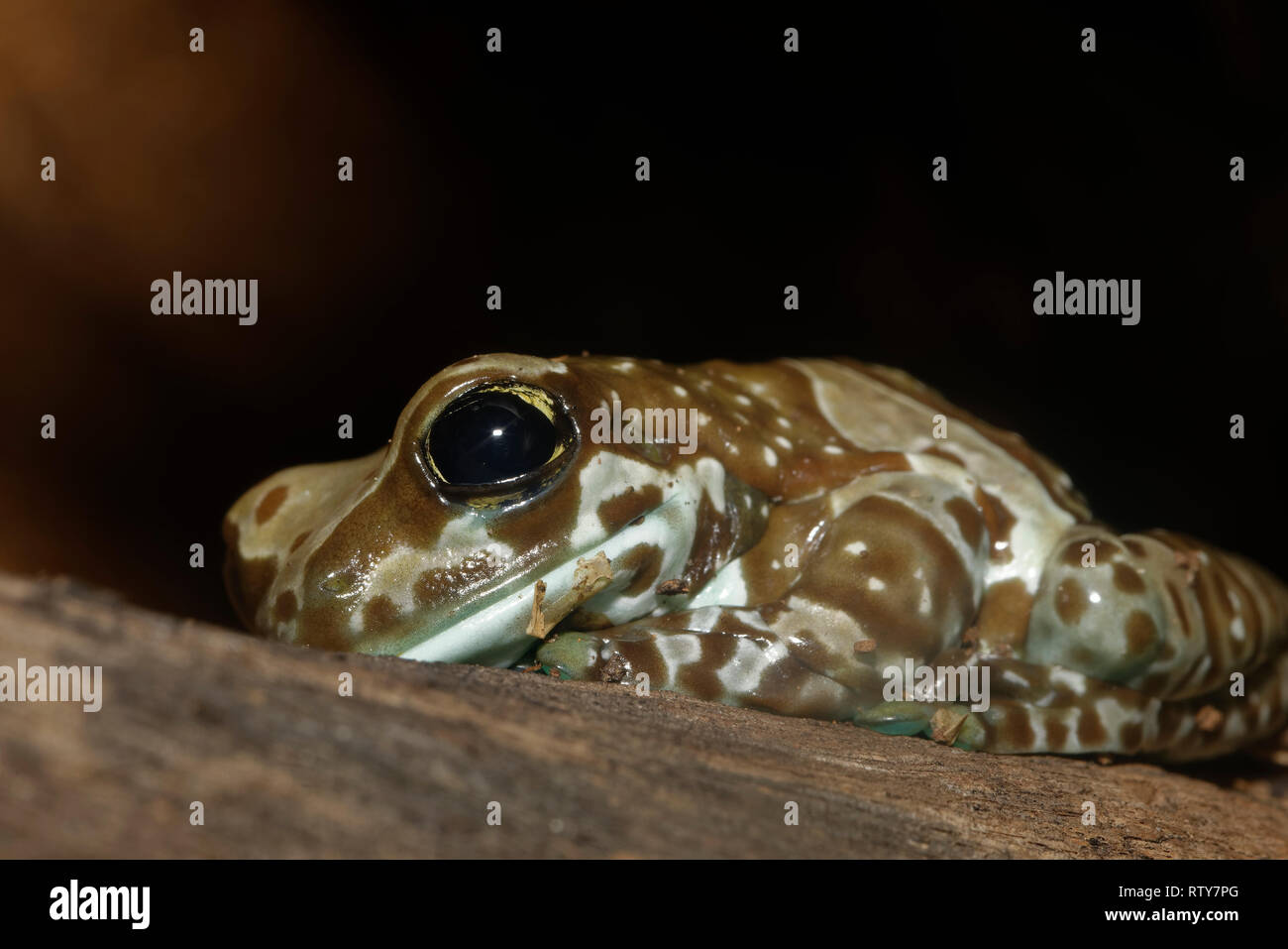 Amazon Milk Frog - Trachycephalus resinifictrix  From the Amazon Rain Forest Stock Photo