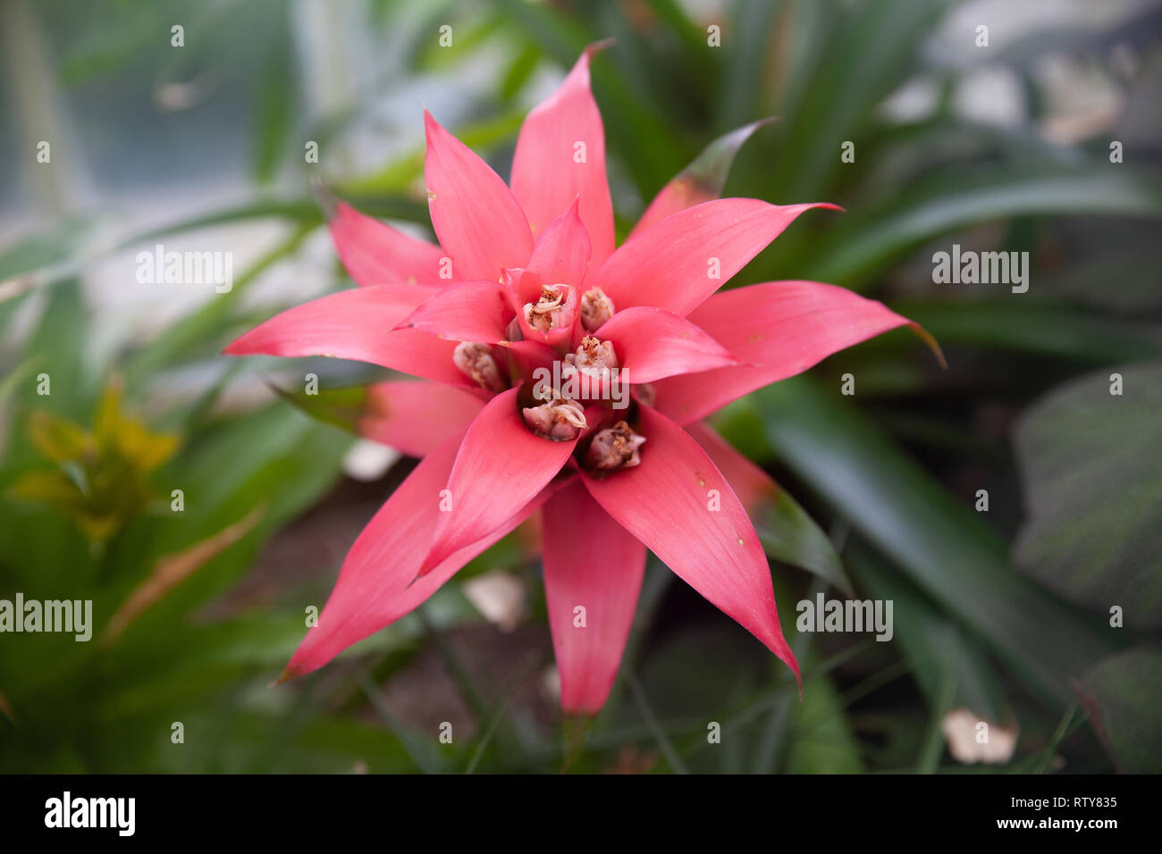16th Feb 2019. Botanical palm House Belfast. Bromeliad Flower in bloom Stock Photo